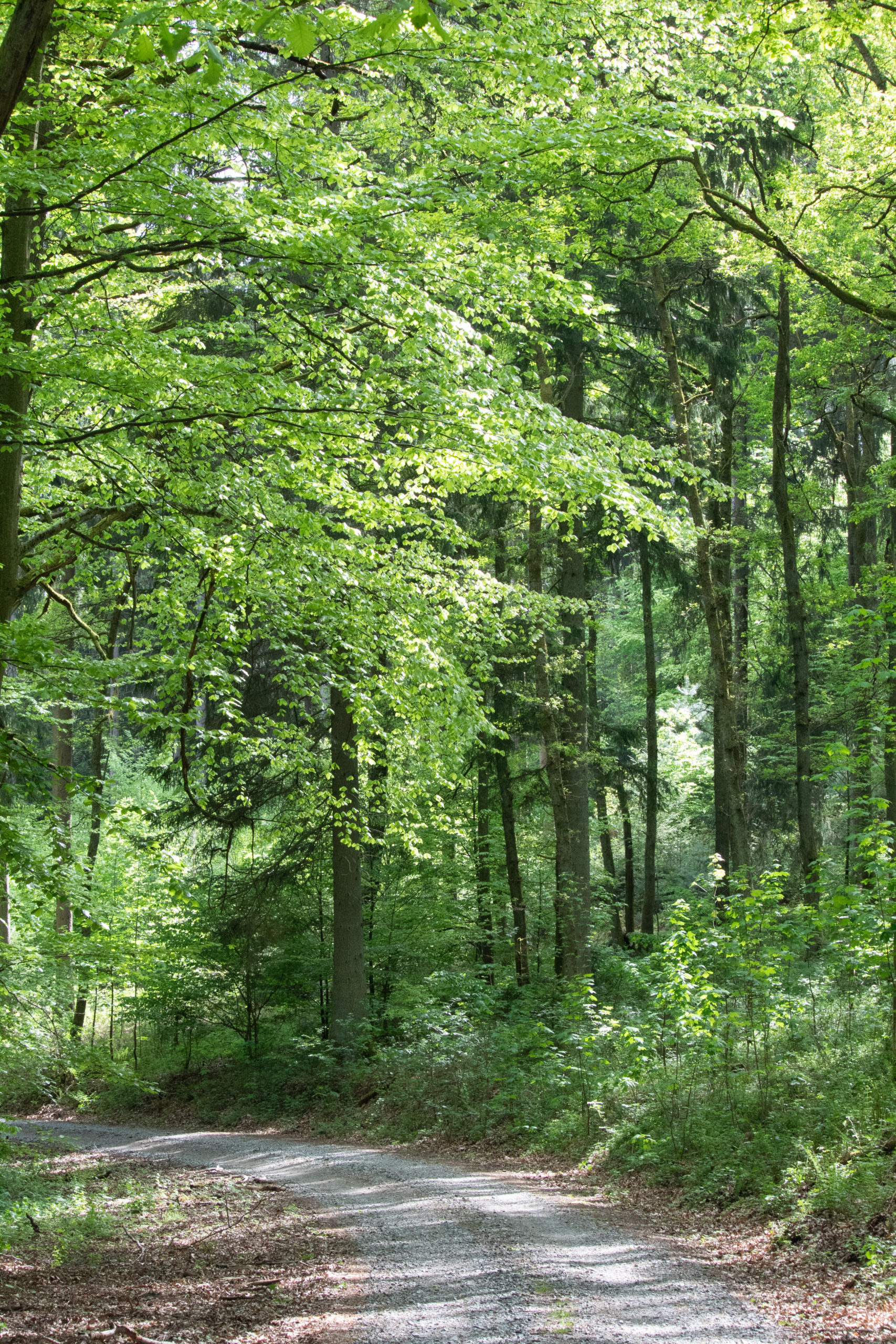 waldonauten Individuelle Ganztagesbetreuung im Odenwald